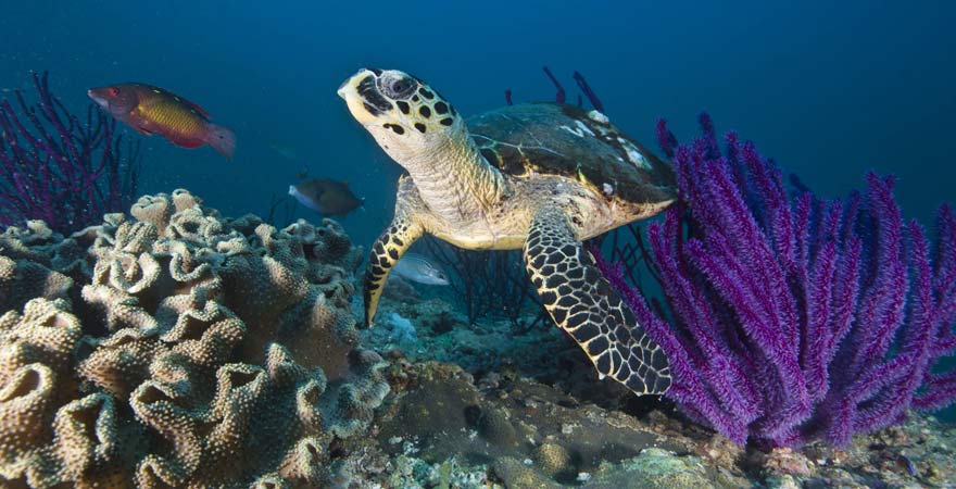 Meeresschildkröte beim Tauchen im Oman