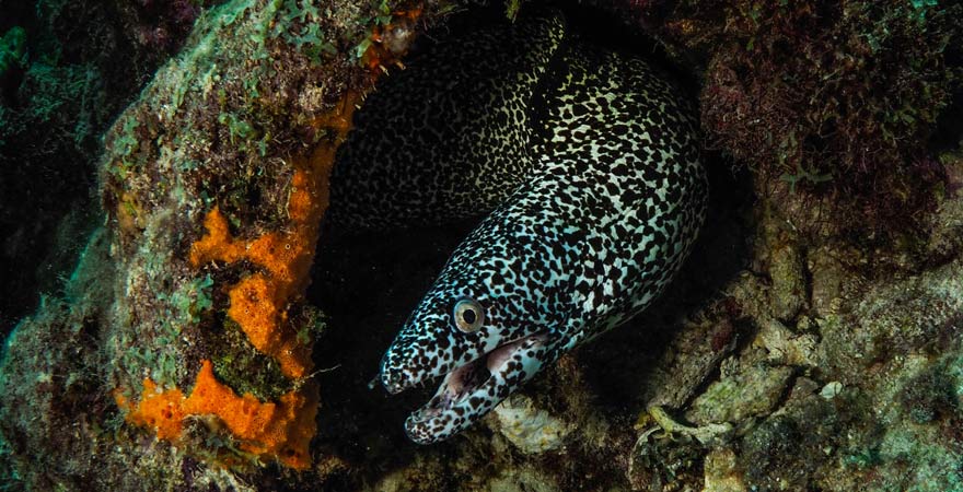 Muräne beim Tauchen im Oman