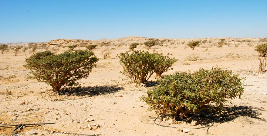 Weihrauchbäume in der Wadi Dawkah, Oman