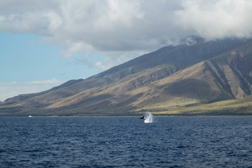Whale Watching auf Maui