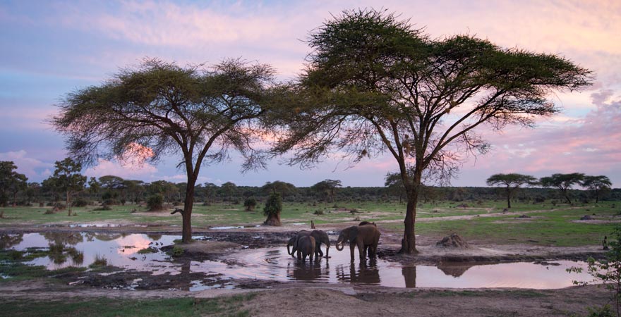 Elefanten auf Safari in Simbabwe