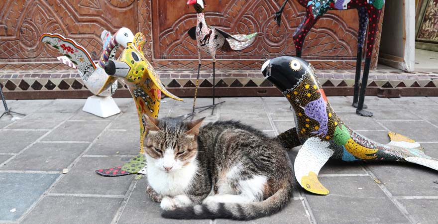 Katze in Essaouira, Morokko