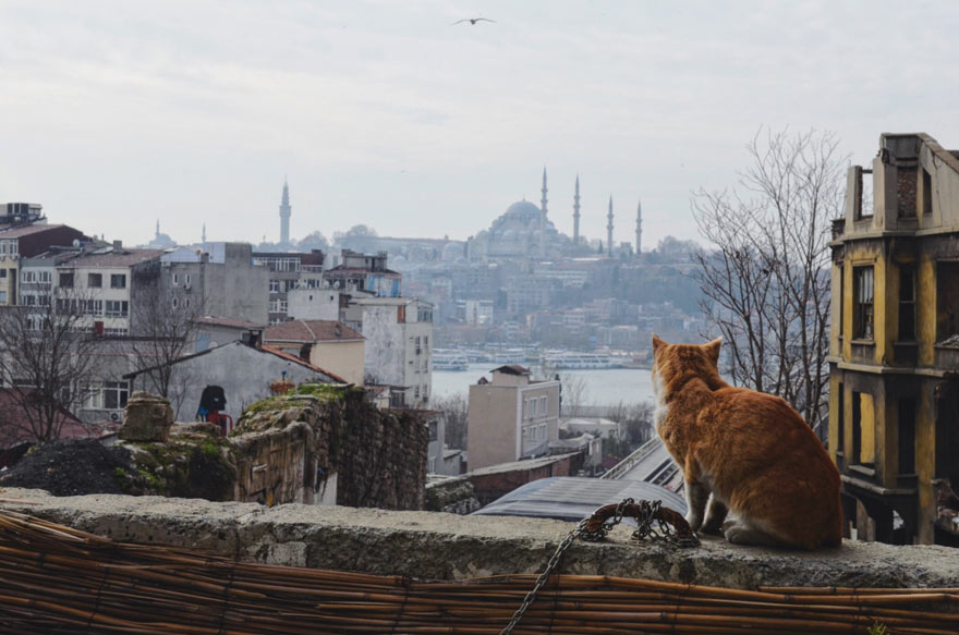 Panorama von Istanbul mit Katze im Vordergrund