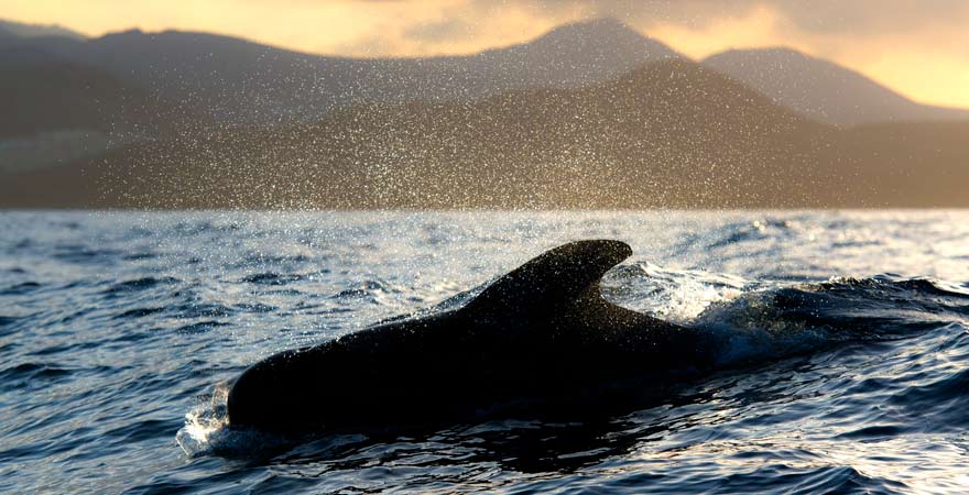 Grindwal vor Teneriffa