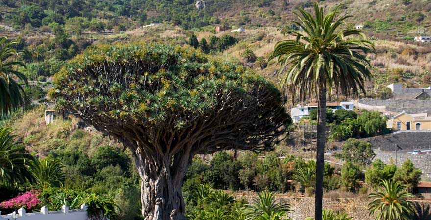 Drachenbaum in Icod de los Vinos auf Teneriffa