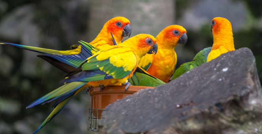 Papageien im Loro Parque auf Teneriffa