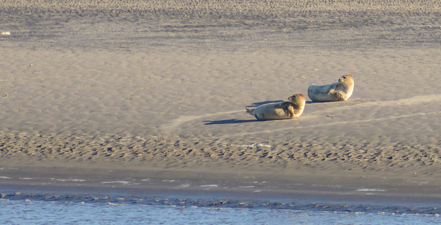 Robben sonnen sich auf einer Sandbank im Nationalpark Schleswig-Holsteinisches Wattenmeer
