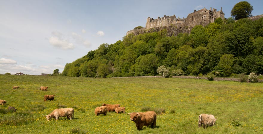 Stirling Castle mit einer Kuhherde im Vordergrund