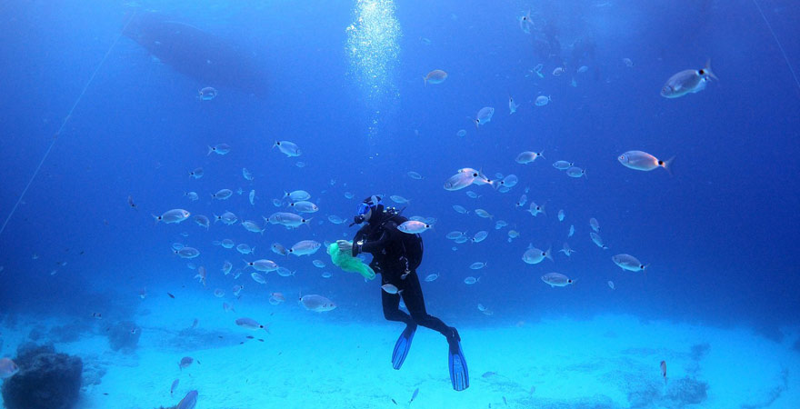 Diese Unterwasserwelt erwartet euch beim Tauchen auf Gozo, Malta
