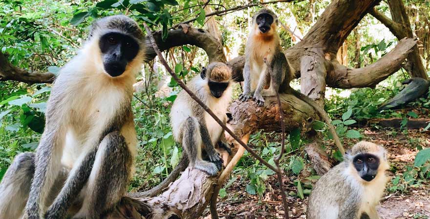 Im Bijilo Forest park tummeln sich viele hungrige Affen