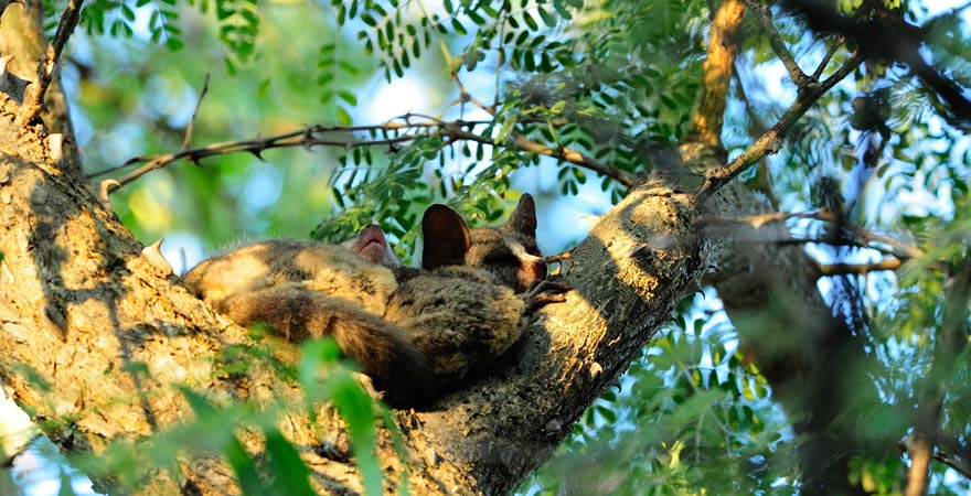 Galago bzw. Buschbaby schläft in einem Baum im Abuko Nature Reserve in Gambia