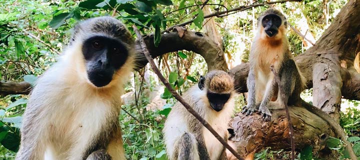 Gambia Sehenswürdigkeiten