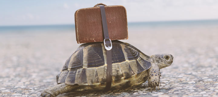 Was tun mit Haustieren im Urlaub