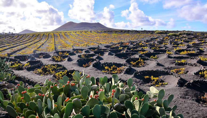 Das Weinanbaugebiet La Geria ist eine Sehenswürdigkeit auf Lanzarote
