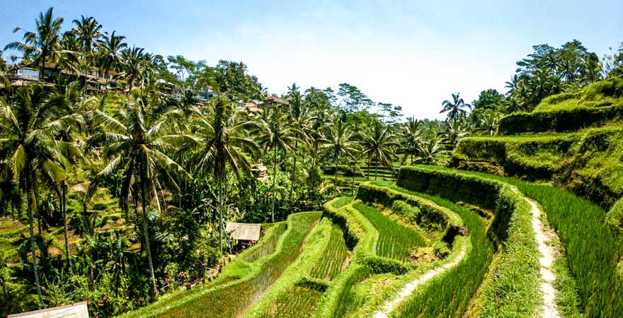 Die Tegalalang-Reisterrassen sind eine beliebte Sehenswürdigkeit auf Bali bei Instagramern