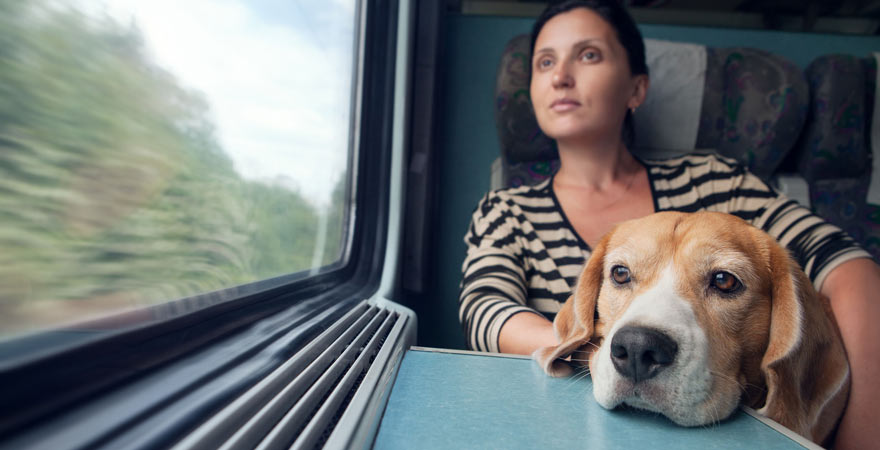 Zugreisen mit Hund