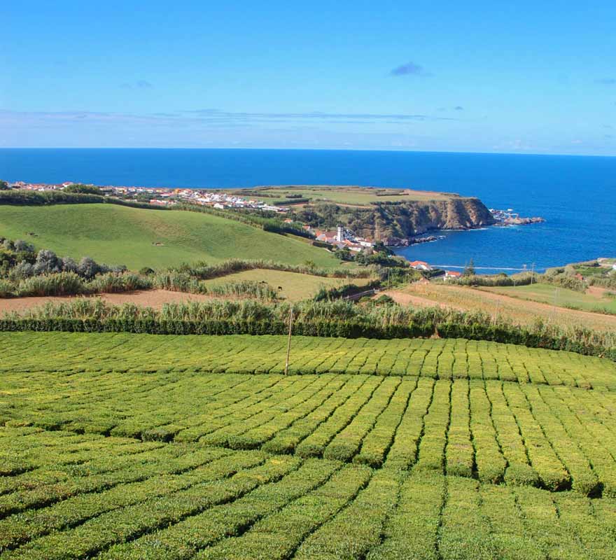 Tee-Plantage auf Sao Miguel