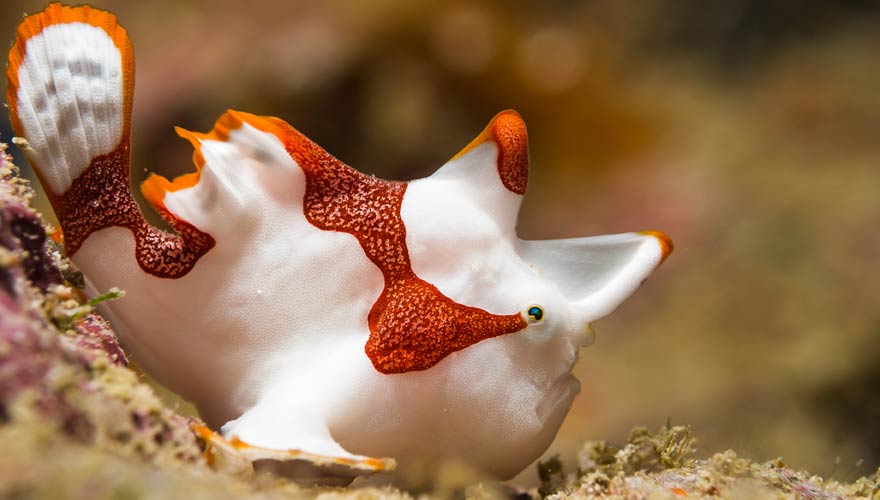 Anglerfisch beim Tauchen vor Bali