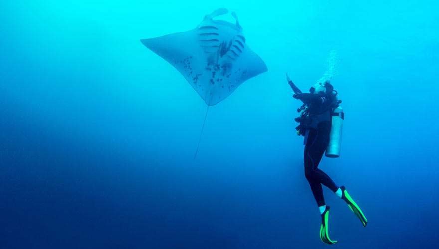 Manta-Rochen beim Tauchen von Nusa Penida auf Bali