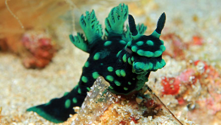 Unterwasserwalt von Padang Bai, Bali