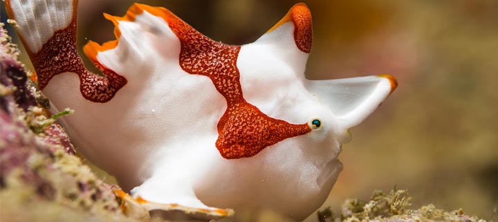 Tipps zum Tauchen vor Bali