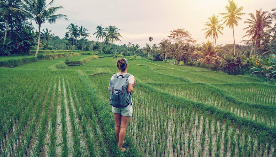 Reisterrassen bei Ubud in Bali