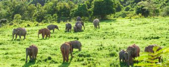 Nationalparks in Thailand