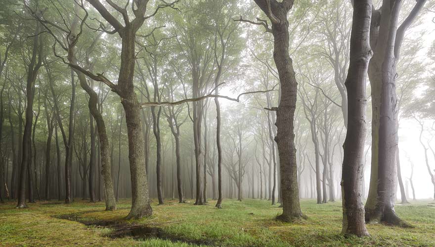 Der Gespensterwald Nienhagen verwandelt sich bei Nebel in einen gruseligen Ort
