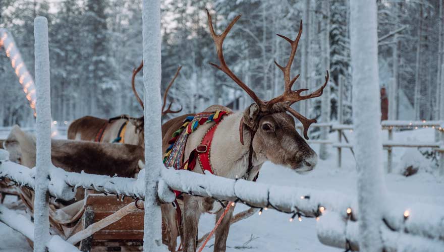 Rentier im Weihnachtsdorf in Lappland / Finnland