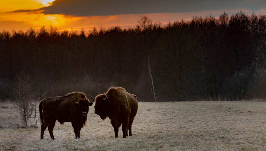Wisente in Bialowieza - der polnische Nationalpark ist ein echter Reisetipp