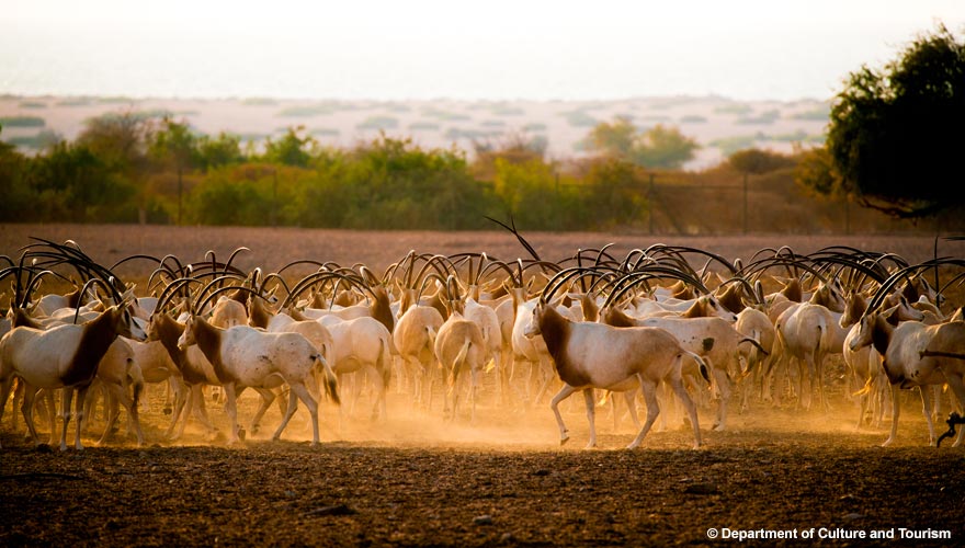 Oryx-Antilopen auf Sir Bani Yas Island in Abu Dhabi