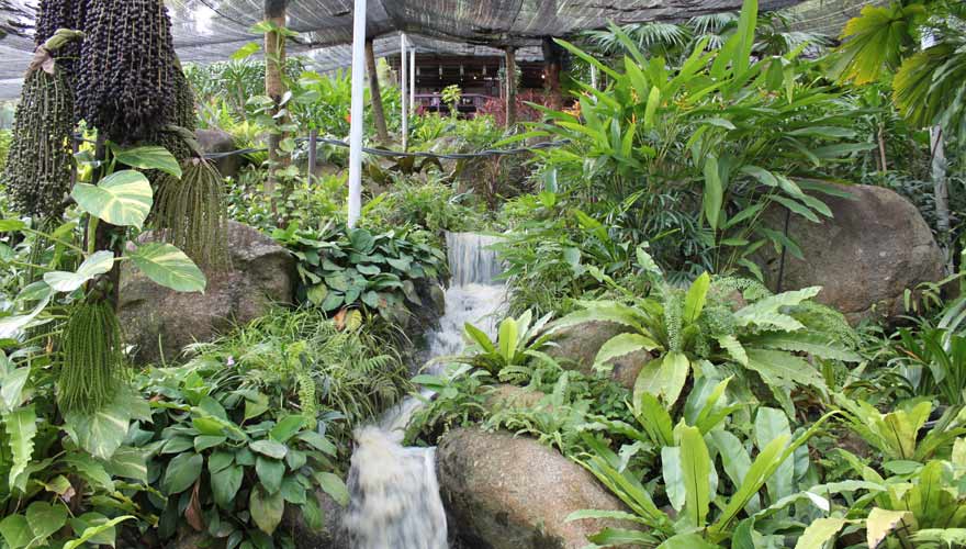 Der Samui Butterfly Garden ist eine schöne Sehenswürdigkeit auf Koh Samui