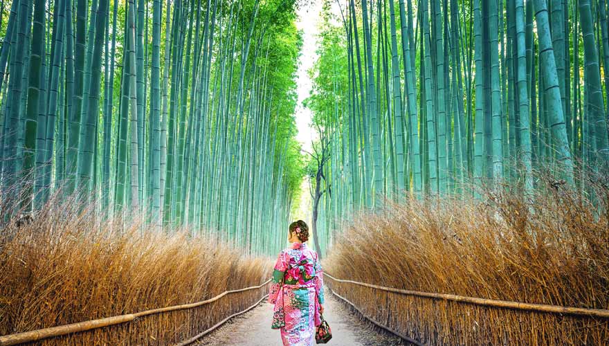 Der Arashiyama Bambuswald - eine tolle Kulisse für Fotos