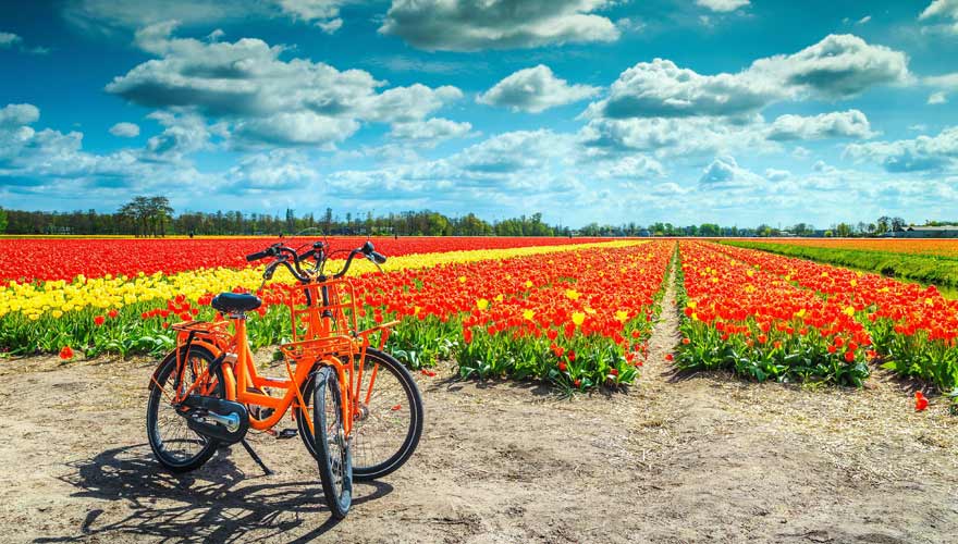 Fahrradtour zur Tulpenblüte in Holland