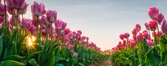 Tulpenblüte Holland