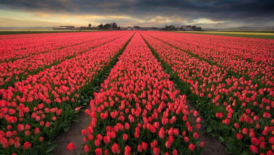 Tulpenfeld in Bollenstreek in den Niederlanden