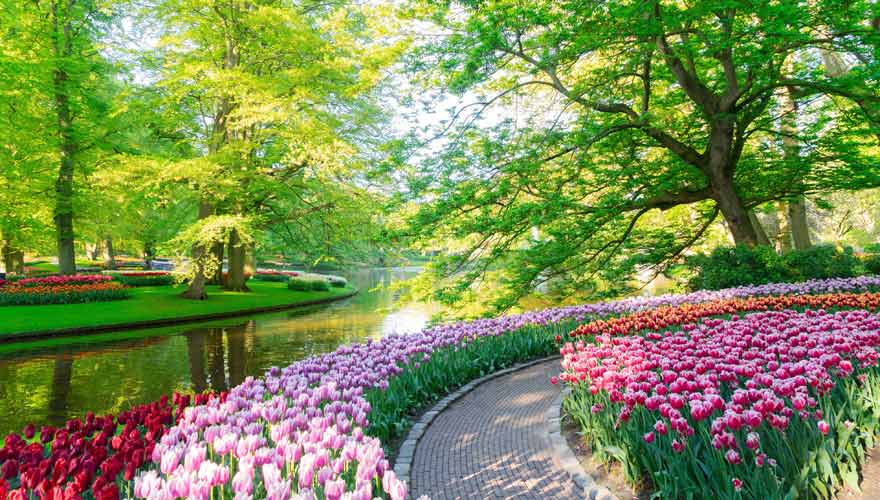 Tulpenblüte im Keukenhof