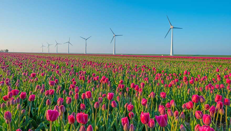 Tulpenblüte in Noordoostpolder in den Niederlanden