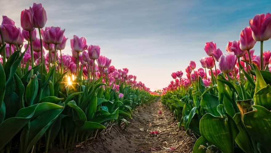 Tulpen in Holland