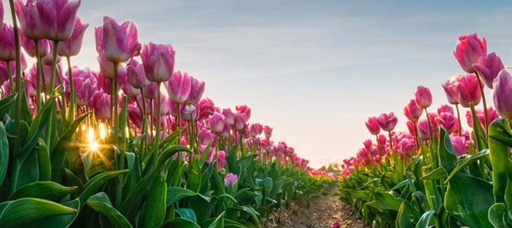 Tulpenblüte Holland