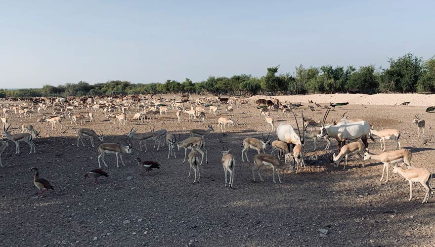 Die Tiere von Sir Bani Yas Island beim Frühstück