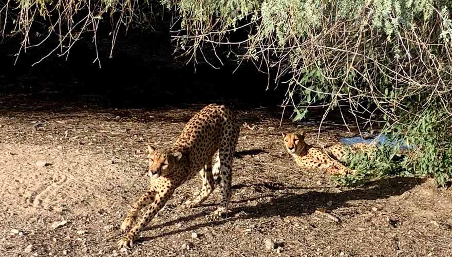 Schlafende Geparden auf Sir Bani Yas Island