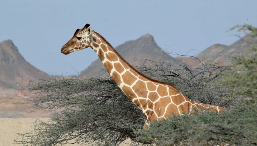 Giraffe auf Sir Bani Yas Island