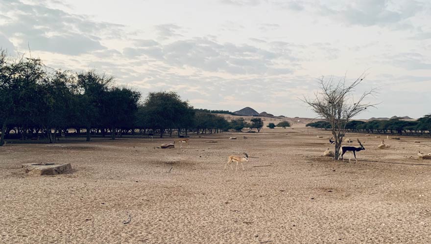 Gazellen und Antilopen bei einer Jeep-Safari auf Sir Bani Yas Island