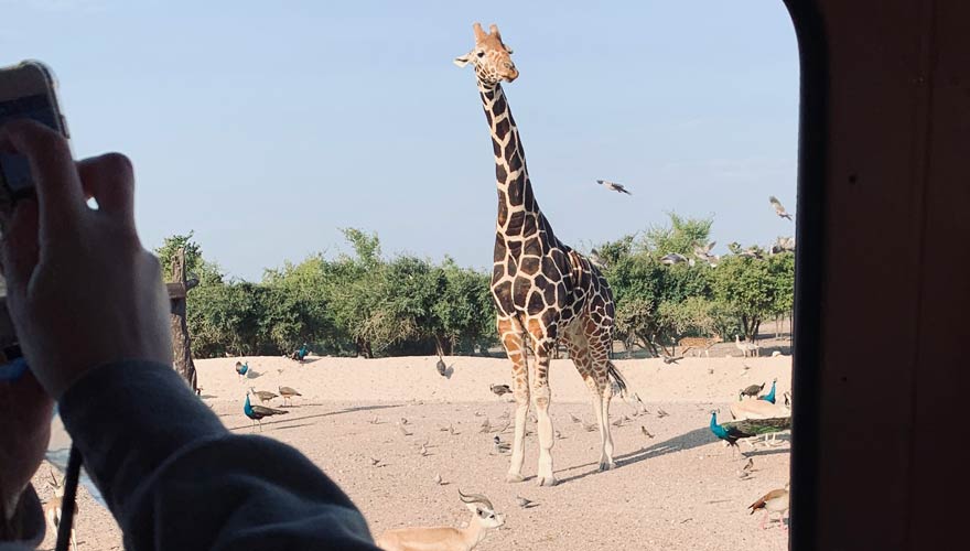 Giraffe bei Jeep-Safari auf Sir Bani Yas Island