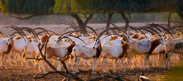 Sir Bani Yas Island