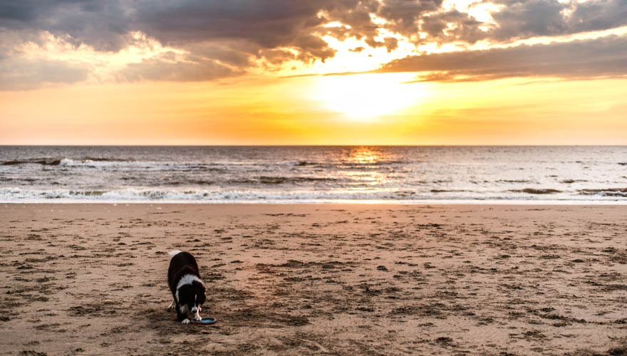 Hundestrand in Nordwijk