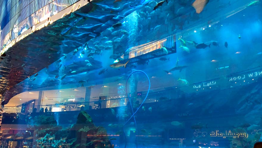 Aquarium in der Dubai Mal
