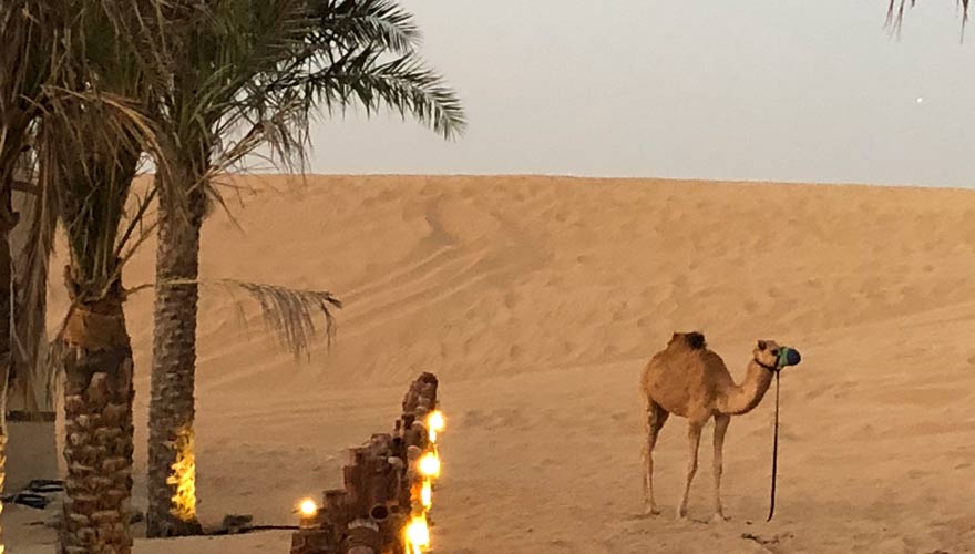 Dromedar bei Wüstensafari in Dubai