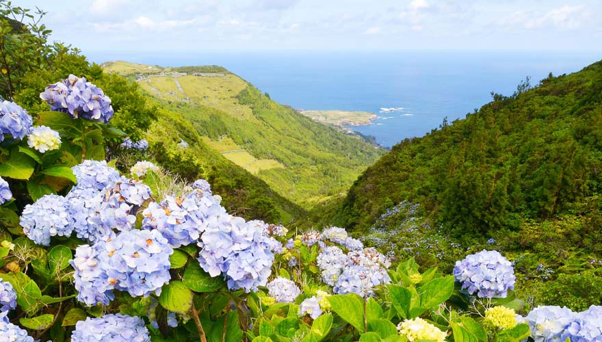 Hortensien auf Flores, Azoren